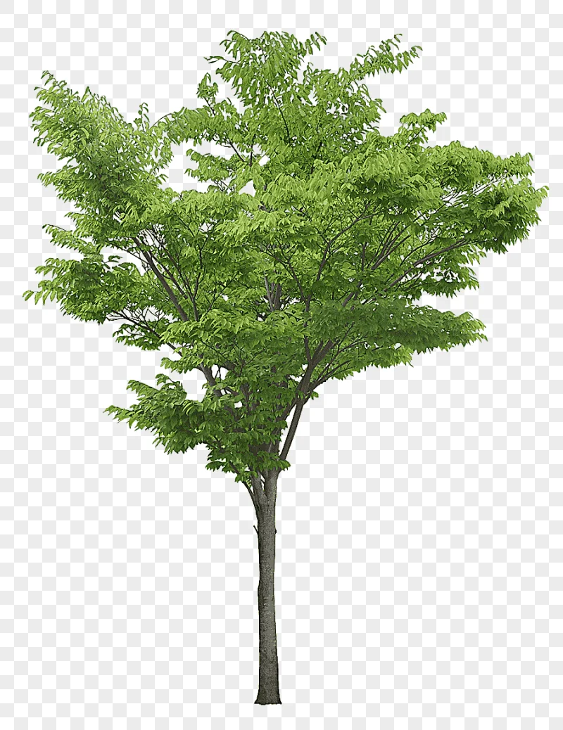png clipart green and brown tree art populus nigra tree luxuriant trees leaf photography