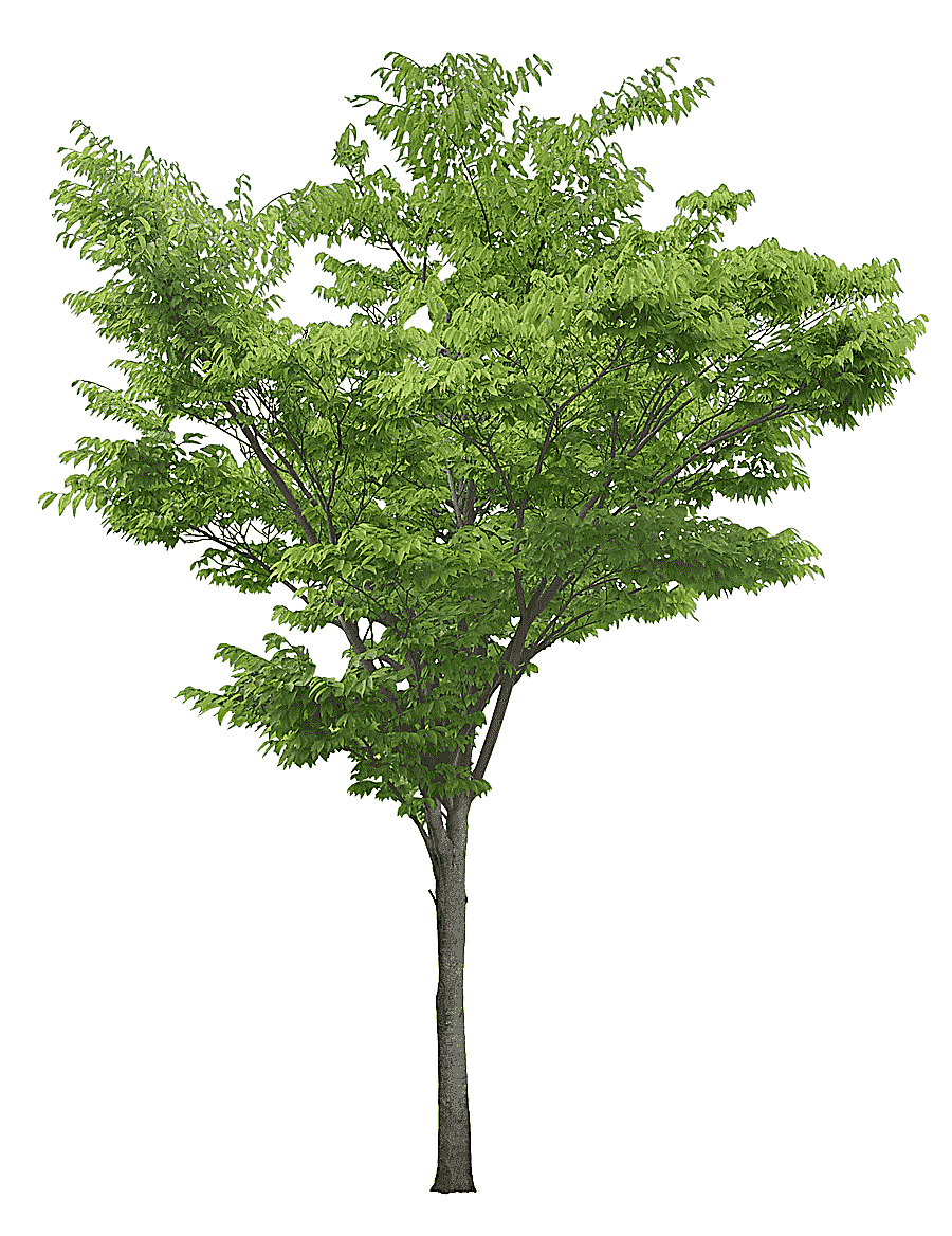 png clipart green and brown tree art populus nigra tree luxuriant trees leaf photography