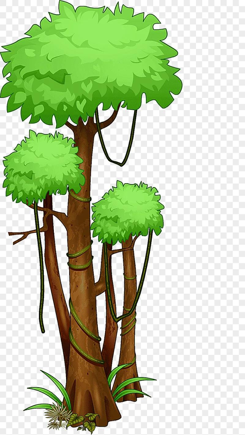 png clipart green and brown trees tree amazon rainforest jungle tropical rainforest jungle