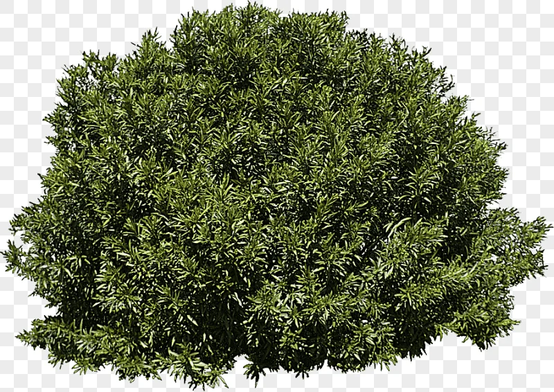 png clipart green bush tree shrub evergreen bushes leaf branch