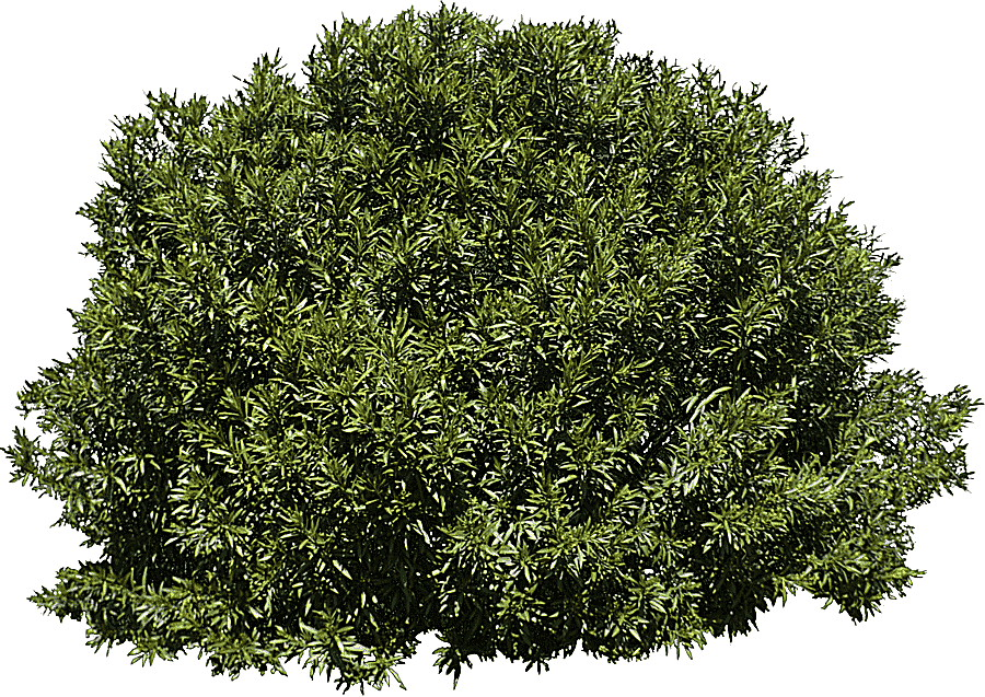 png clipart green bush tree shrub evergreen bushes leaf branch