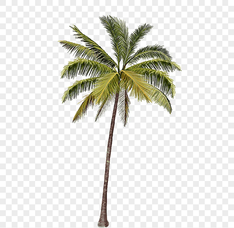 png clipart green coconut tree arecaceae coconut coconut trees leaf palm tree
