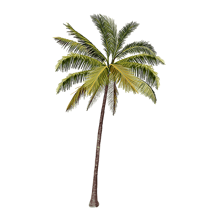 png clipart green coconut tree arecaceae coconut coconut trees leaf palm tree