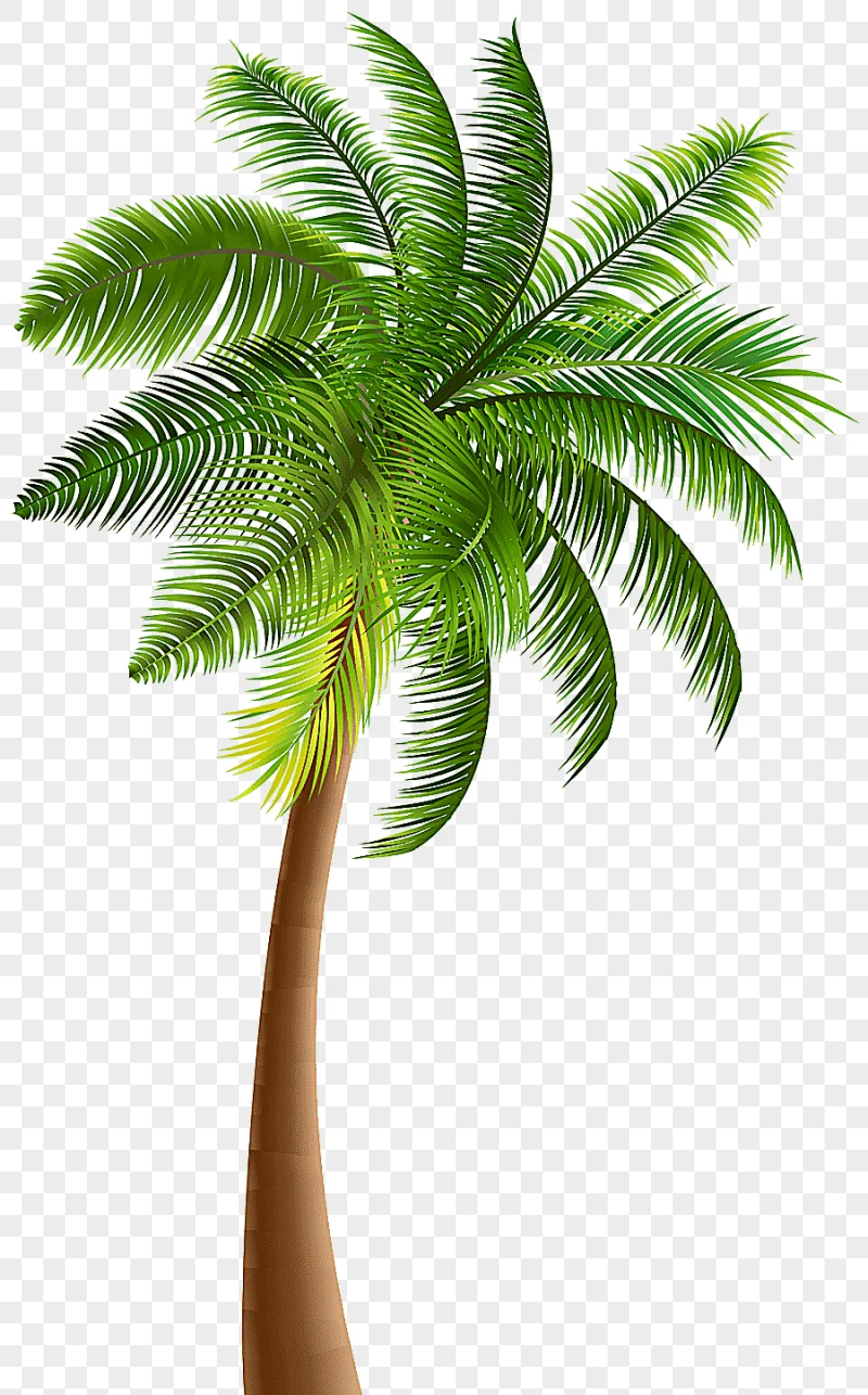 png clipart green coconut tree illustration arecaceae tree coconut palm tree leaf palm tre