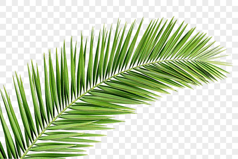 png clipart green leaf plant illustration arecaceae palm branch leaf tree palm tree palm t