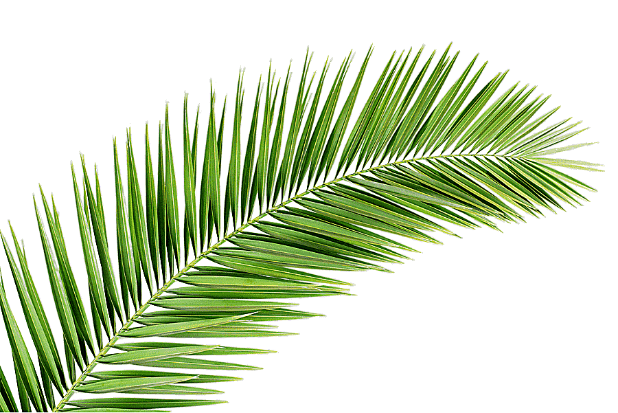 png clipart green leaf plant illustration arecaceae palm branch leaf tree palm tree palm t