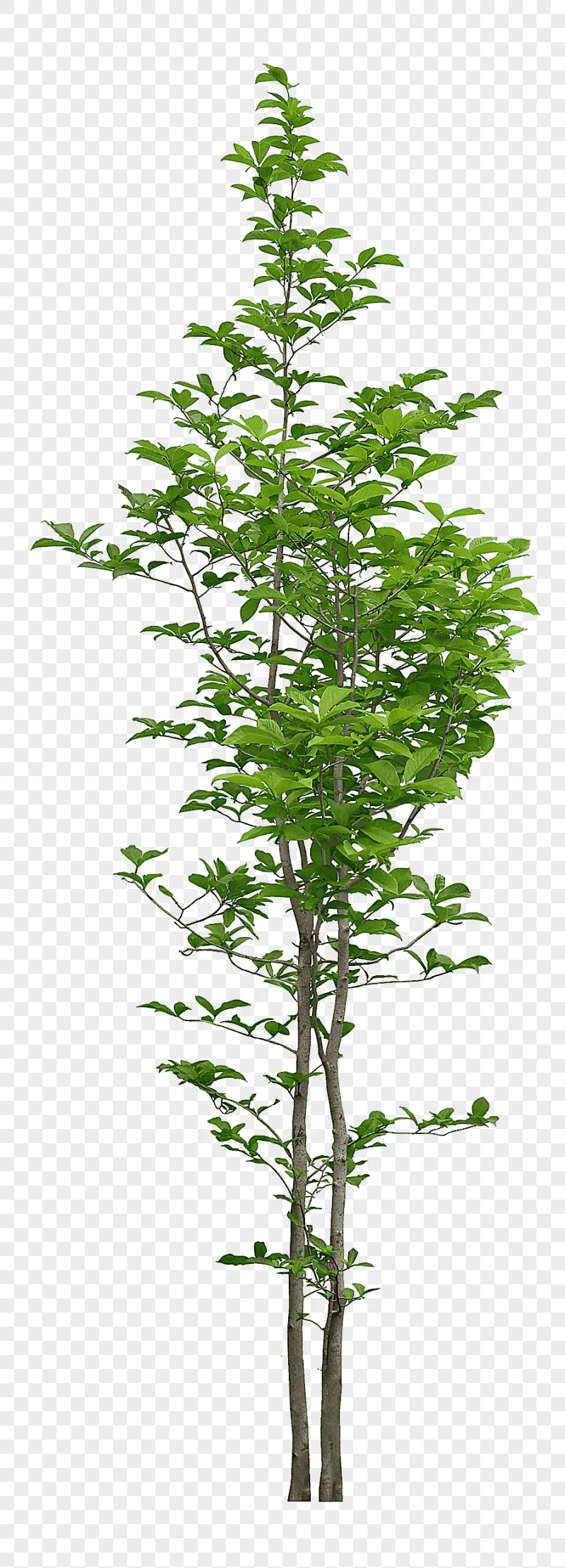 png clipart green leaf plant illustration tree luxuriant trees leaf photography