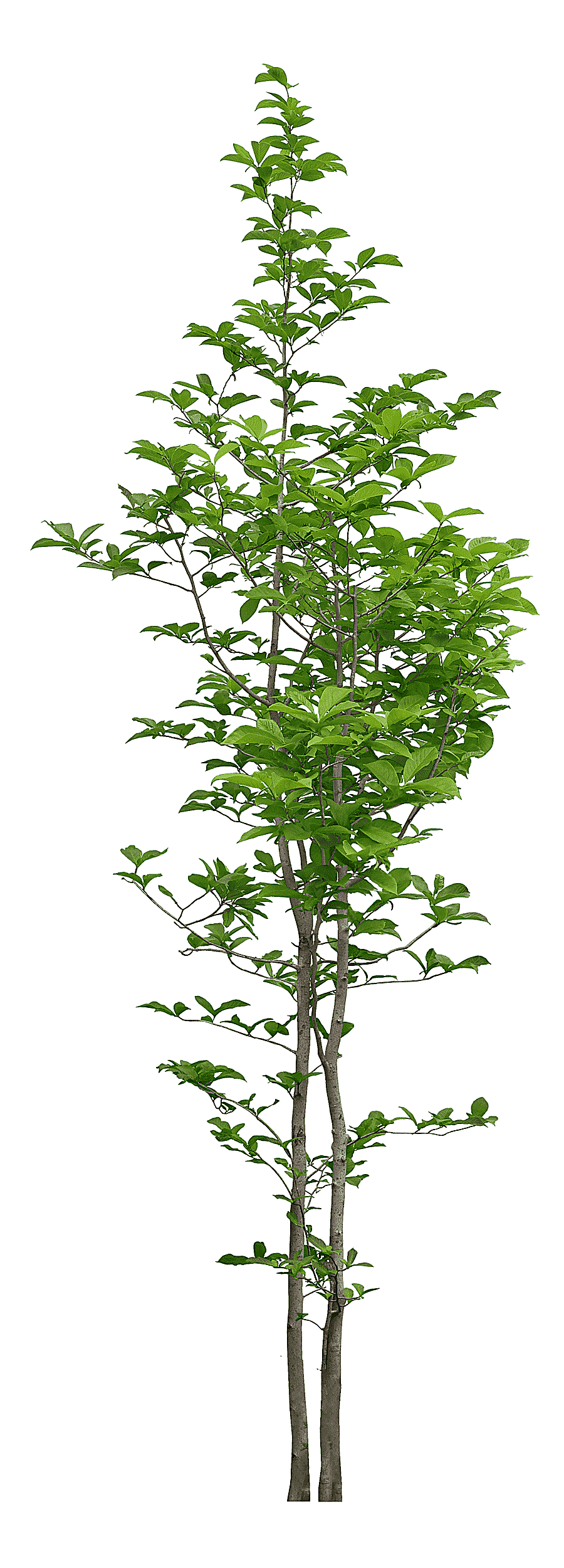 png clipart green leaf plant illustration tree luxuriant trees leaf photography