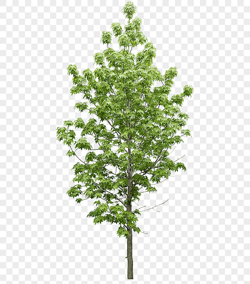 png clipart green leaf tree tree plant data icon trees leaf tree branch