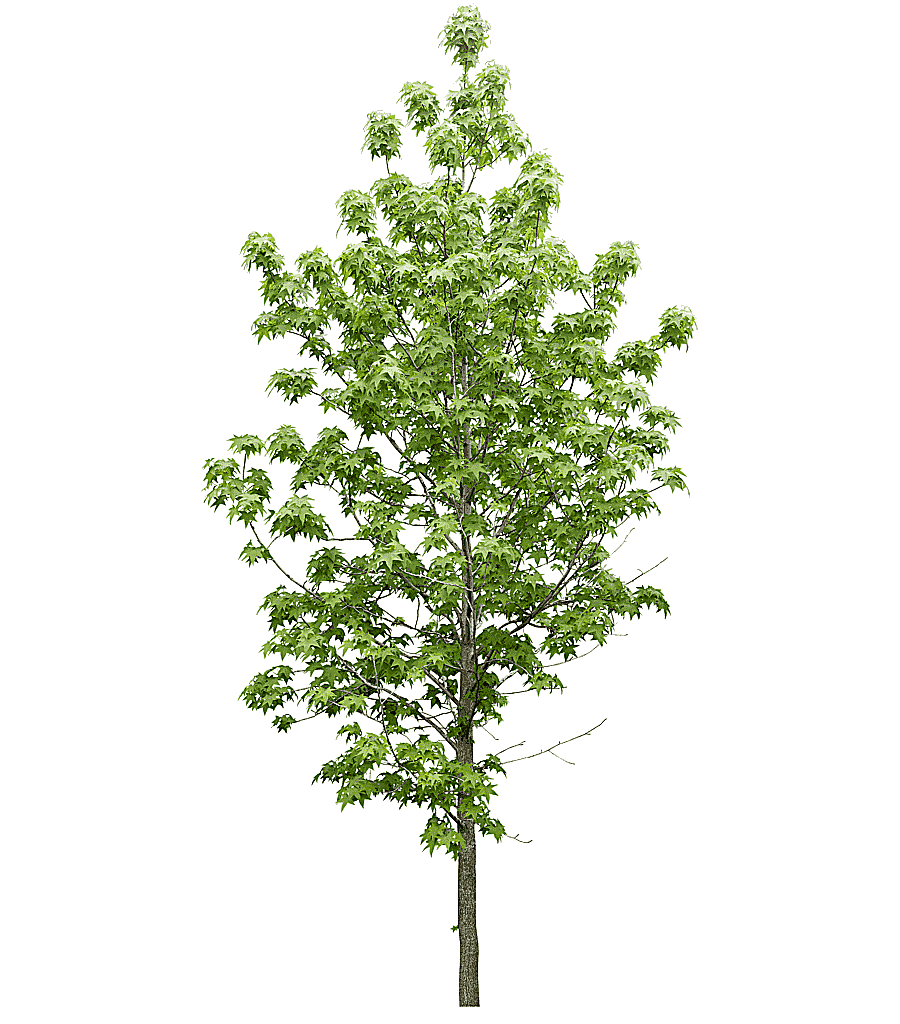 png clipart green leaf tree tree plant data icon trees leaf tree branch