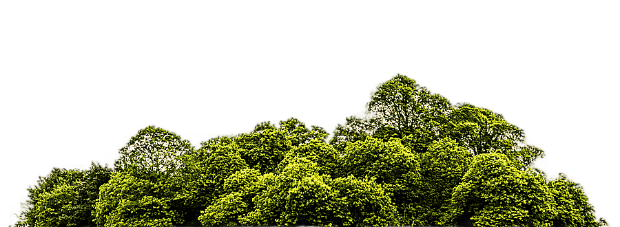 png clipart green leaf trees