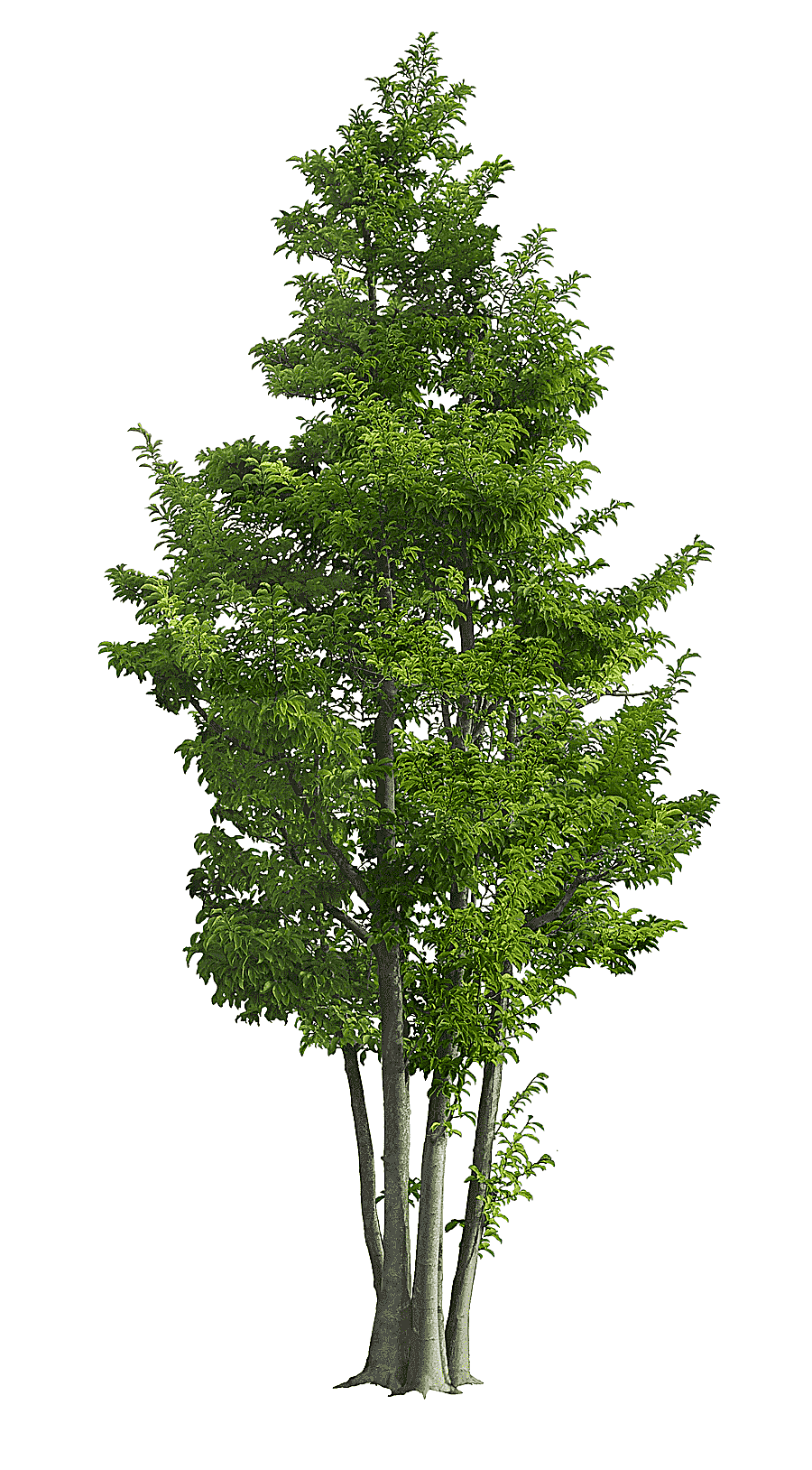 png clipart green leafed plant ilex rotunda tree landscape garden green luxuriant trees ma