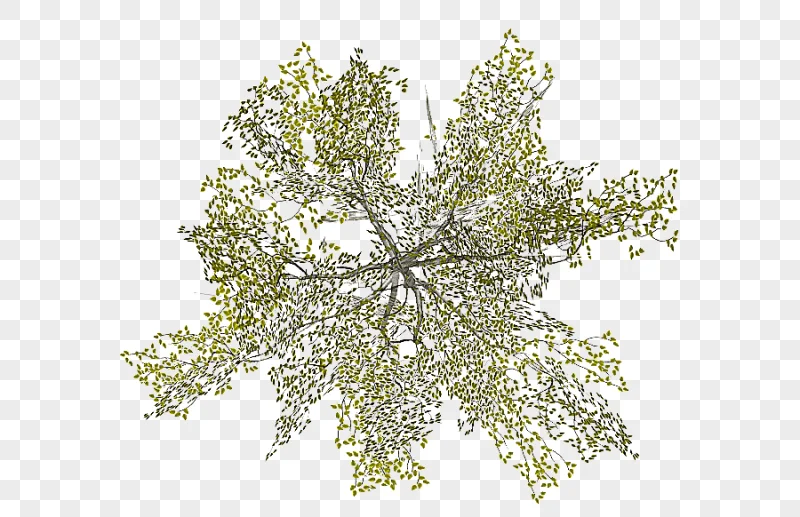 png clipart green leafed plant tree architecture tree top view leaf branch