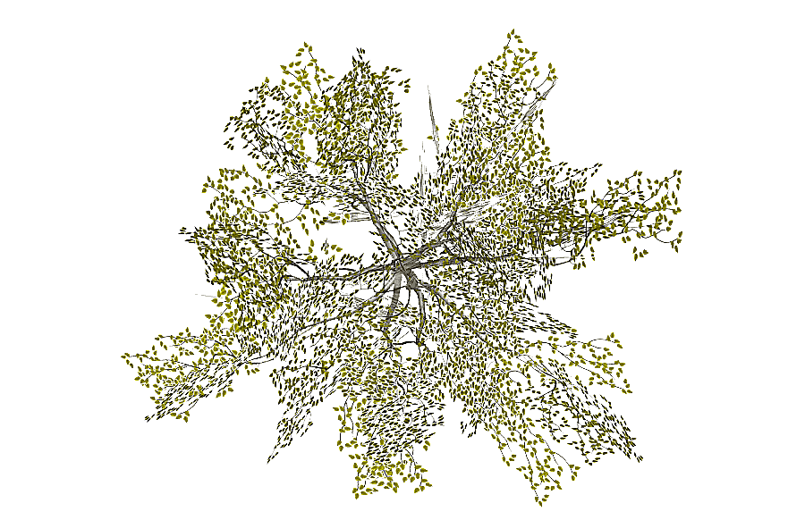 png clipart green leafed plant tree architecture tree top view leaf branch