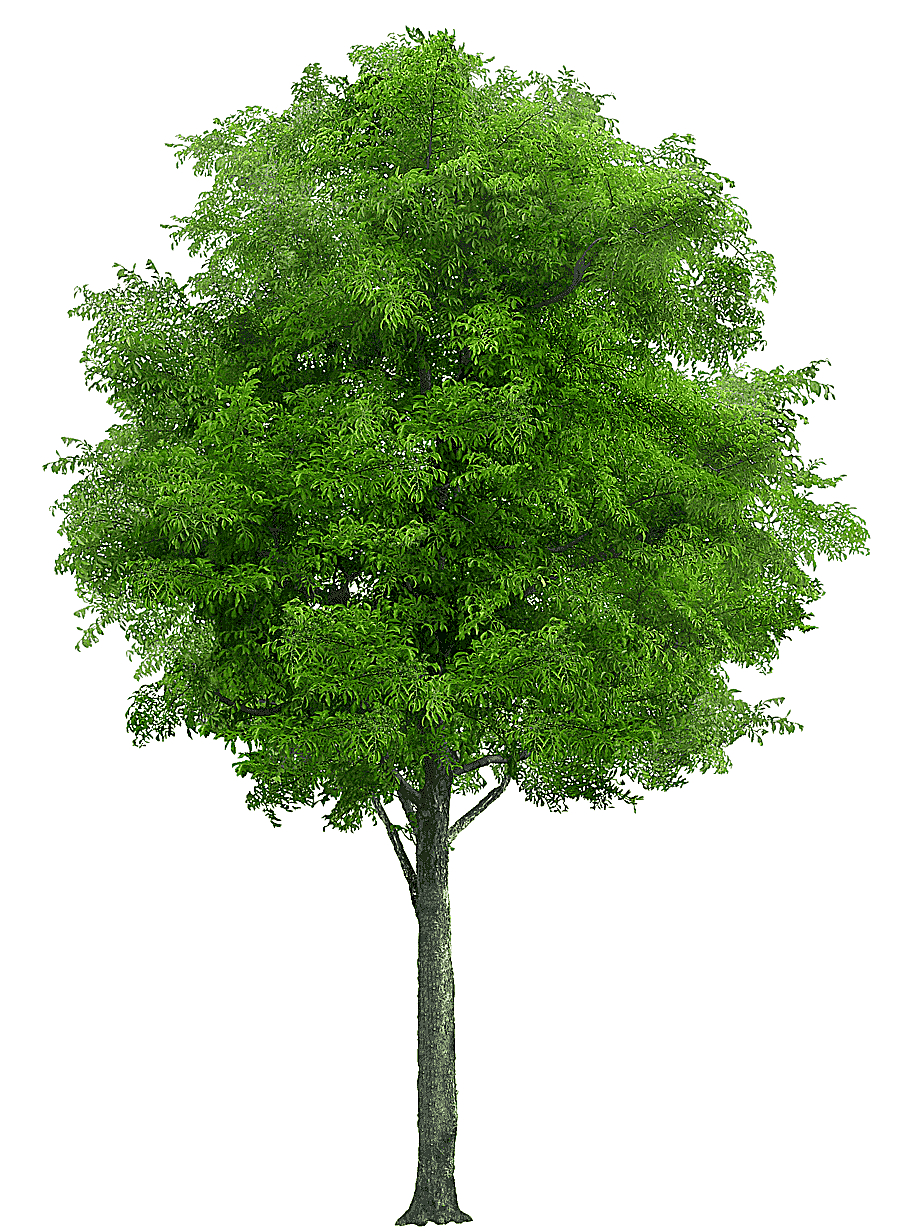 png clipart green leafed tree graphic wallart neem tree neem oil swietenia chinaberry tree