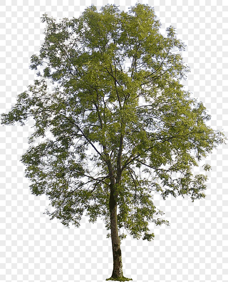 png clipart green leafed tree illustration populus nigra american sycamore tree populus se