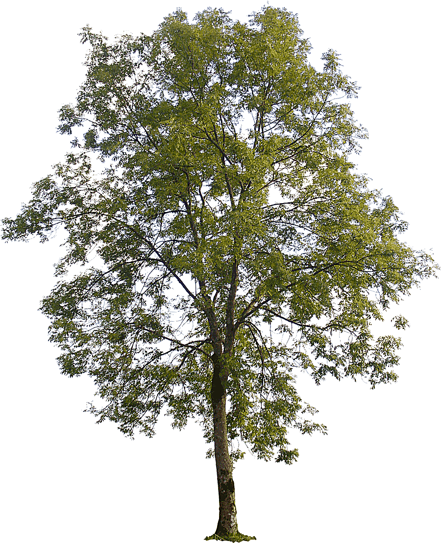 png clipart green leafed tree illustration populus nigra american sycamore tree populus se