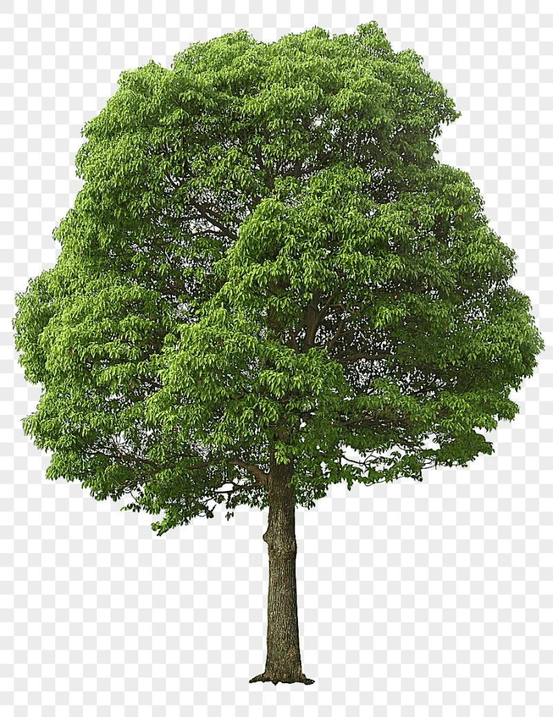 png clipart green leafed tree illustration tree lush tree other image file formats
