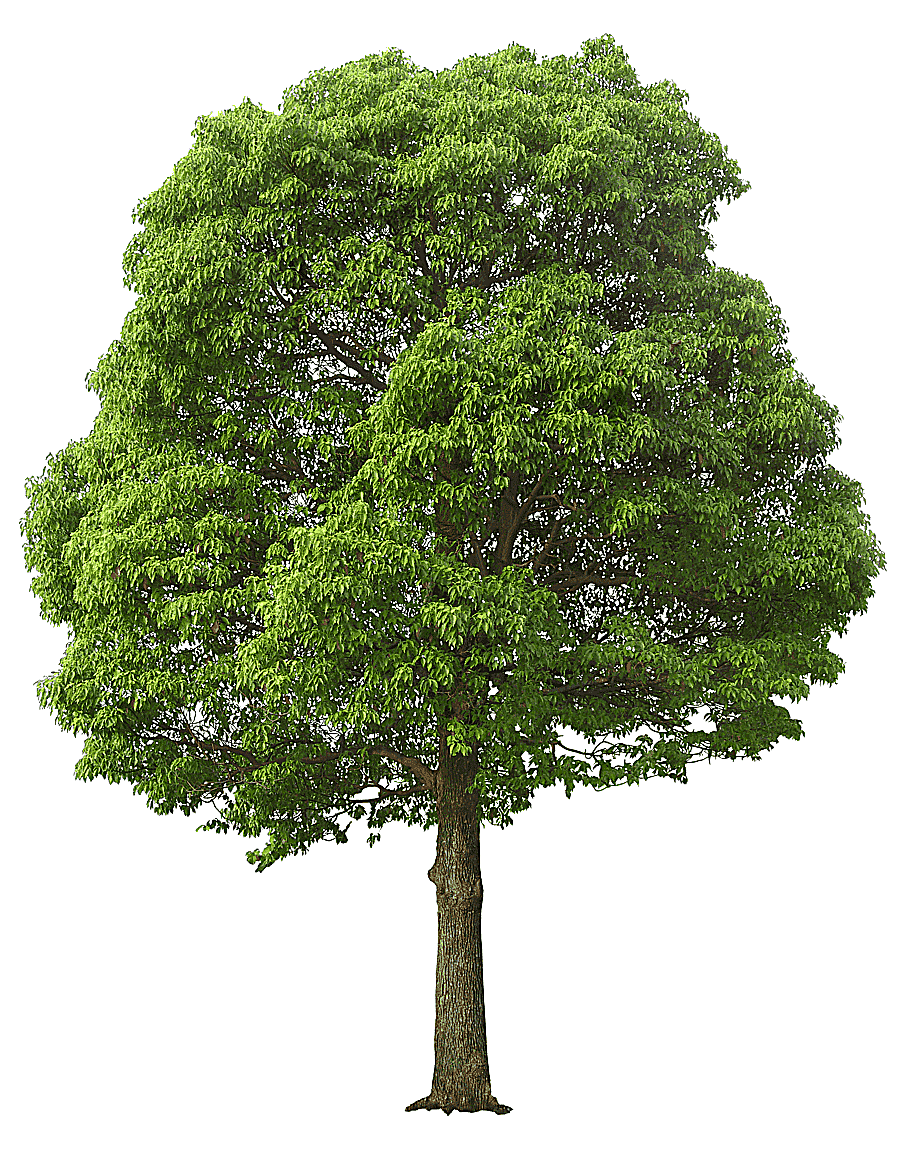png clipart green leafed tree illustration tree lush tree other image file formats