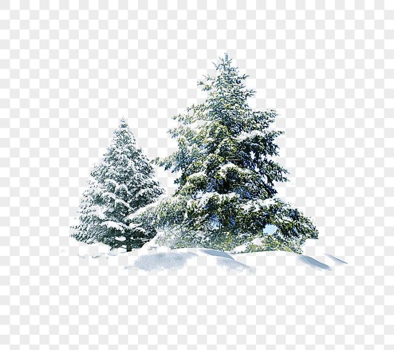 png clipart green leafed tree polar bear snow pine christmas snow tree creative other wint