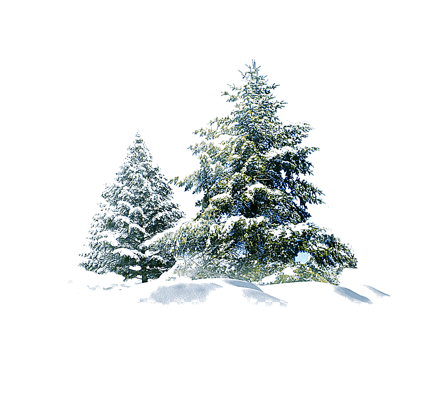 png clipart green leafed tree polar bear snow pine christmas snow tree creative other wint