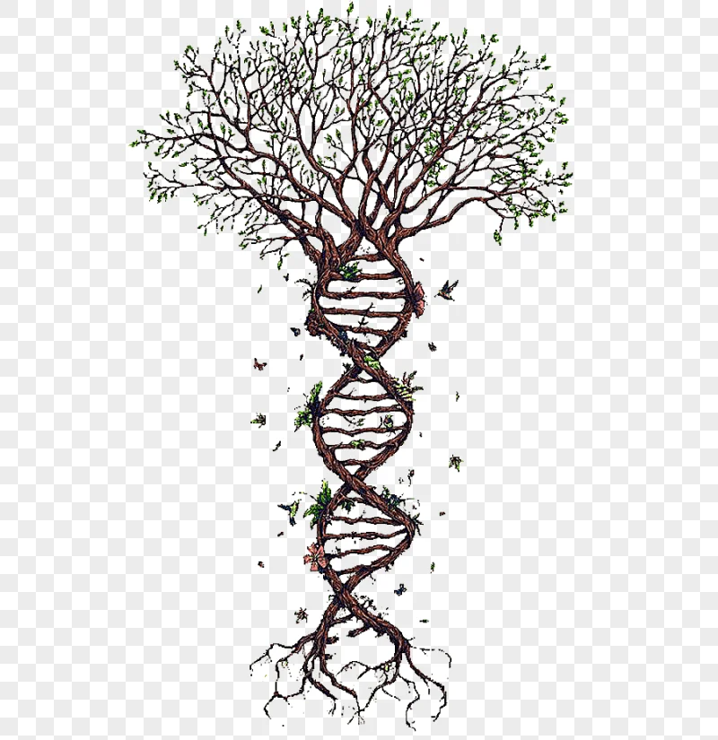 png clipart green leafed tree spiral tree branch biology