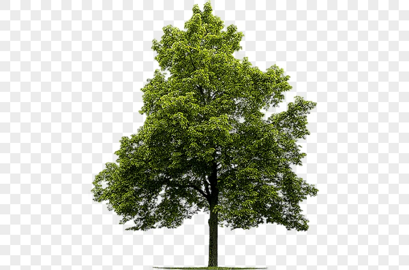 png clipart green leafed tree sugar maple tree japanese maple graphy american linden tree