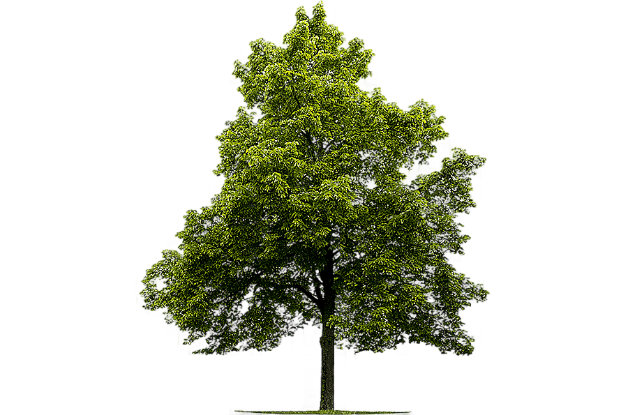 png clipart green leafed tree sugar maple tree japanese maple graphy american linden tree