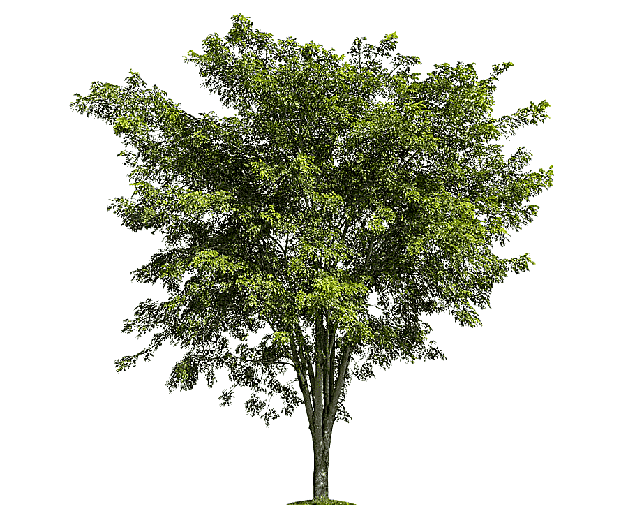 png clipart green leafed tree tree branch forest lush trees template leaf