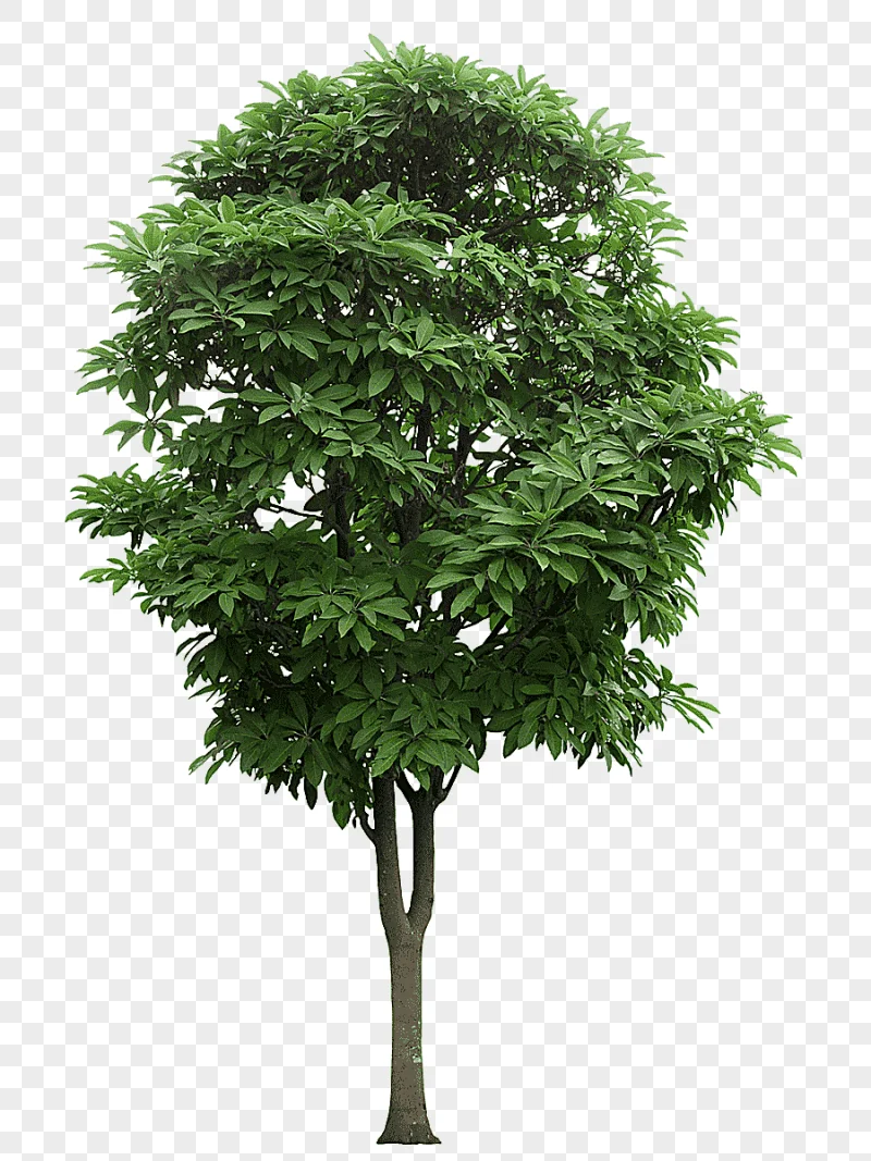 png clipart green leafed tree tree branch mango tree greenwood leaf branch