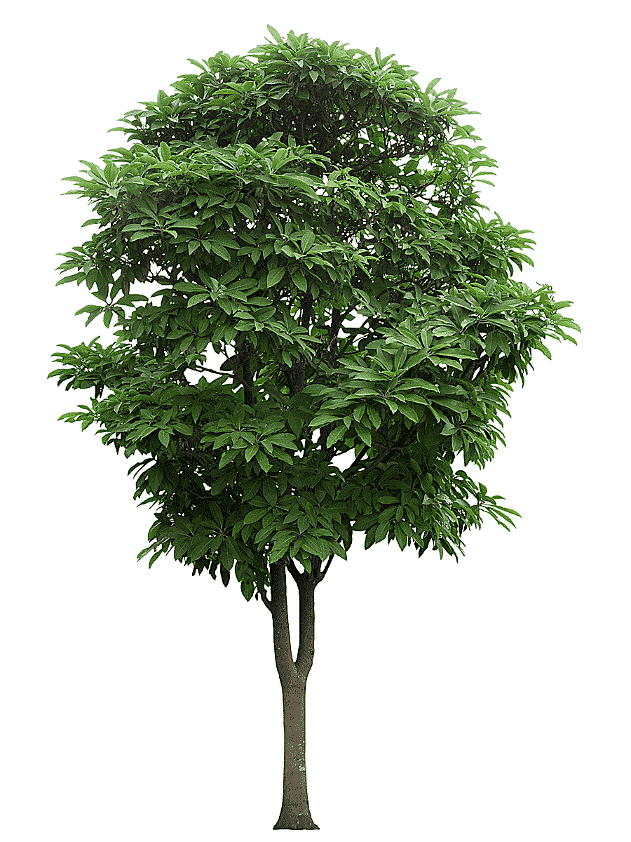 png clipart green leafed tree tree branch mango tree greenwood leaf branch