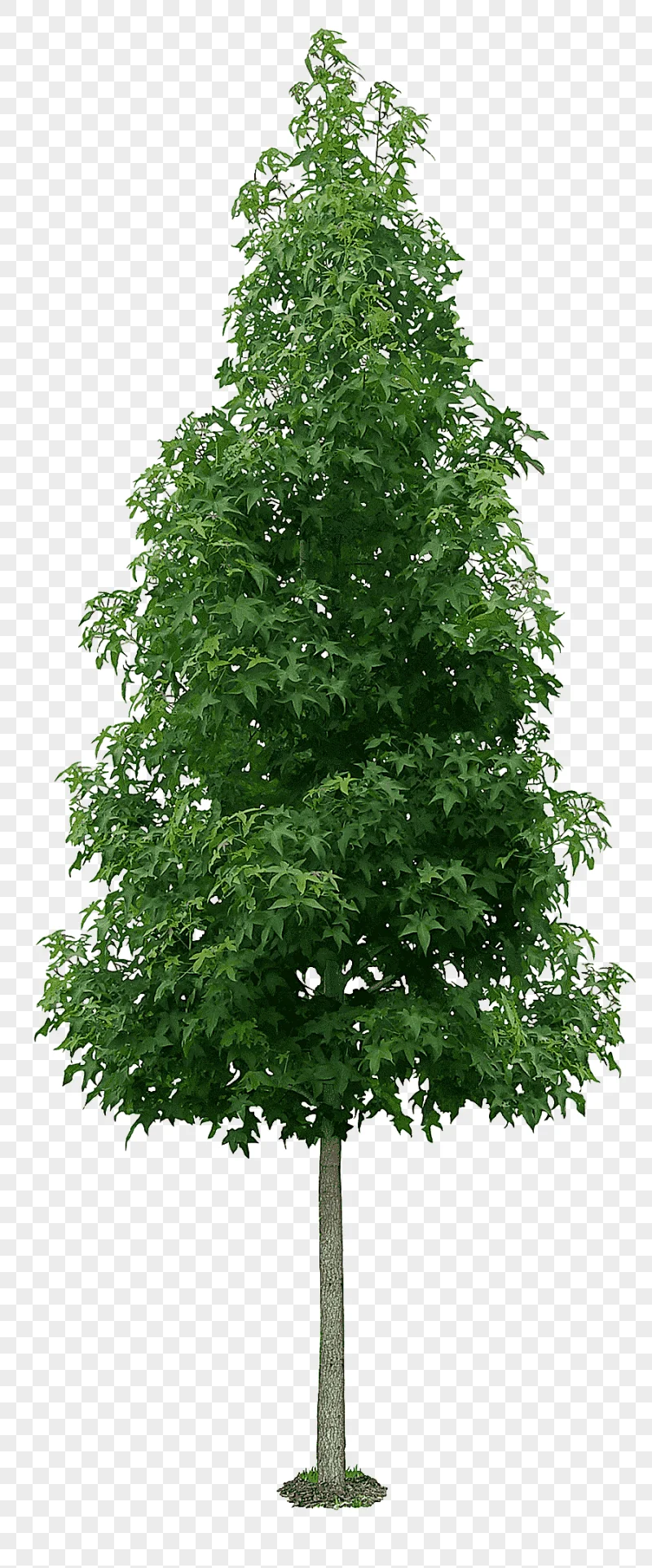 png clipart green leafed tree tree liquidambar formosana shrub autumn leaf color luxuriant