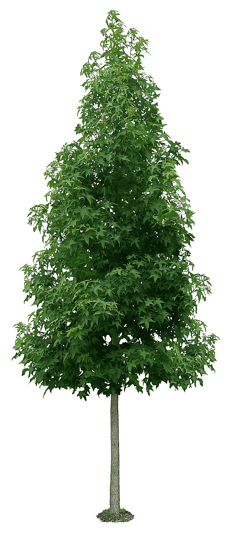 png clipart green leafed tree tree liquidambar formosana shrub autumn leaf color luxuriant