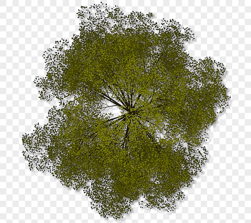 png clipart green leafed tree tree plan arboles leaf branch