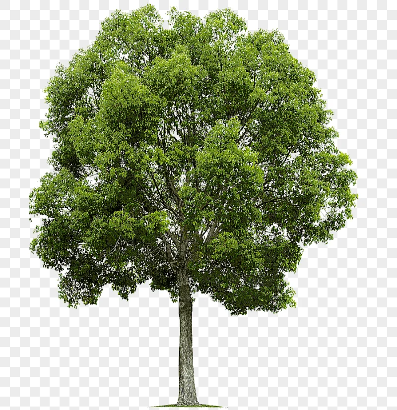 png clipart green leafed tree tree populus nigra alpha compositing pruning trees branch pl