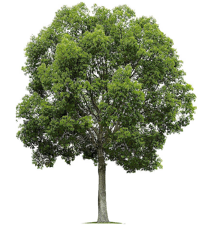 png clipart green leafed tree tree populus nigra alpha compositing pruning trees branch pl