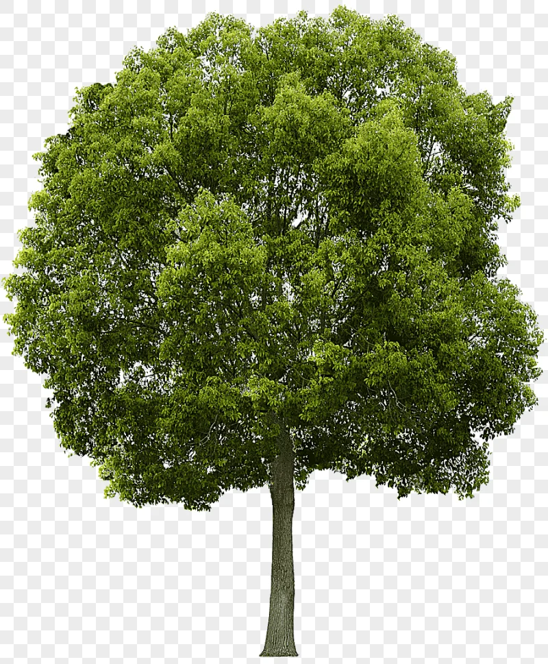 png clipart green leafed tree tree tree face leaf