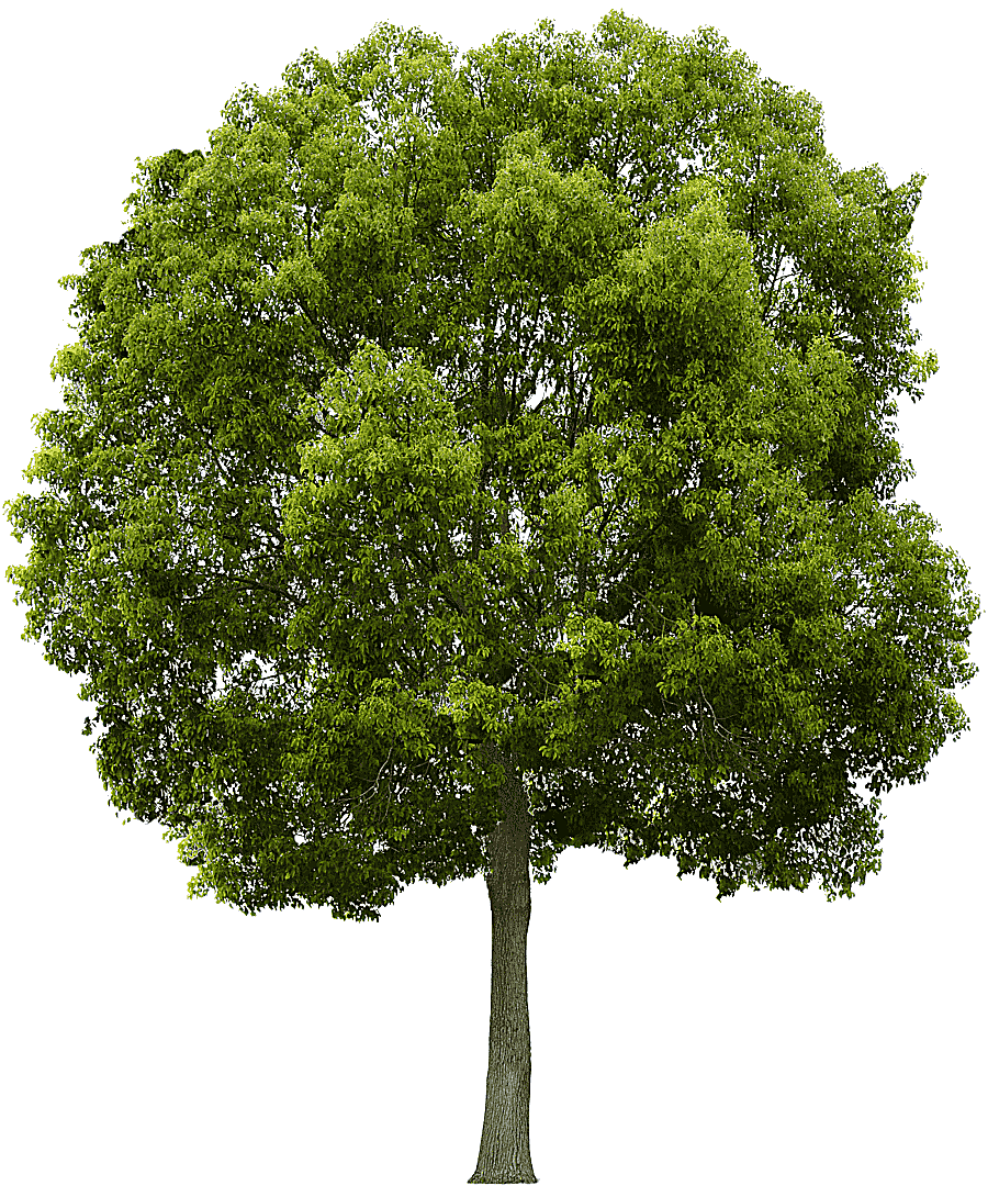png clipart green leafed tree tree tree face leaf