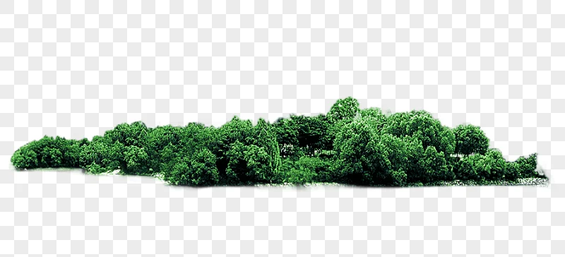 png clipart green leafed trees tree woods leaf branch