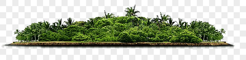 png clipart green palm tree island tree forest grass data
