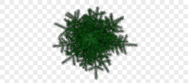 png clipart green pine tree leaves cut out tree pine tree leaf branch