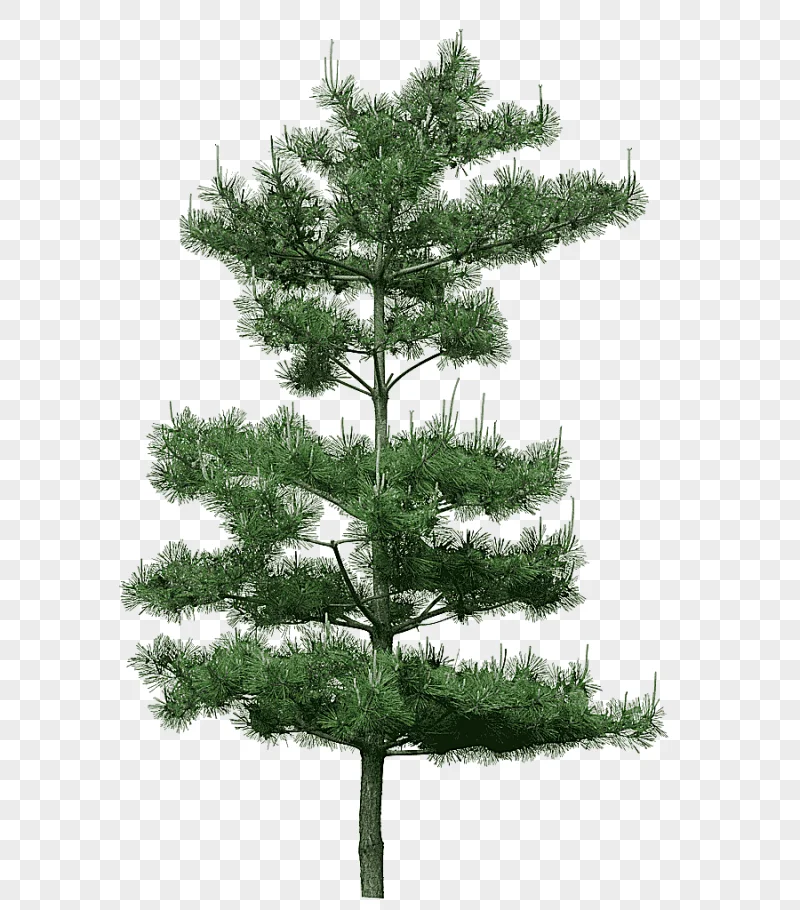 png clipart green pine tree tree pine green pine tree decoration pattern pin landscape