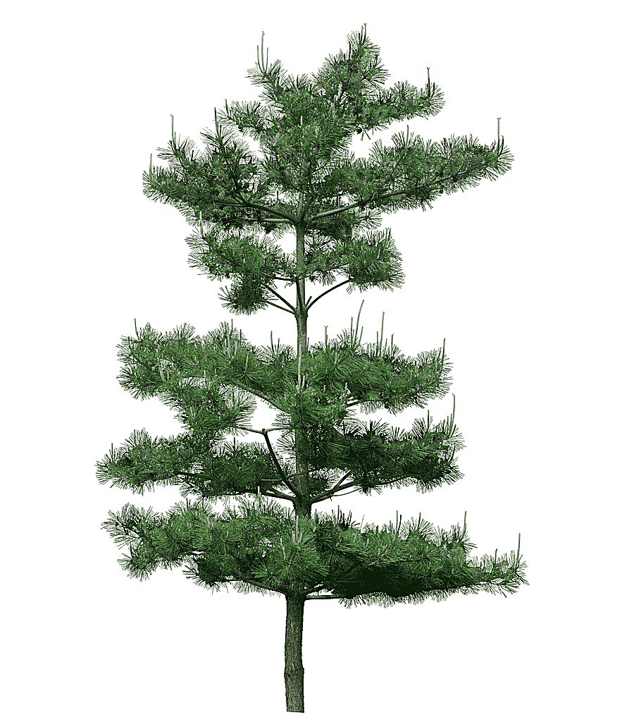 png clipart green pine tree tree pine green pine tree decoration pattern pin landscape