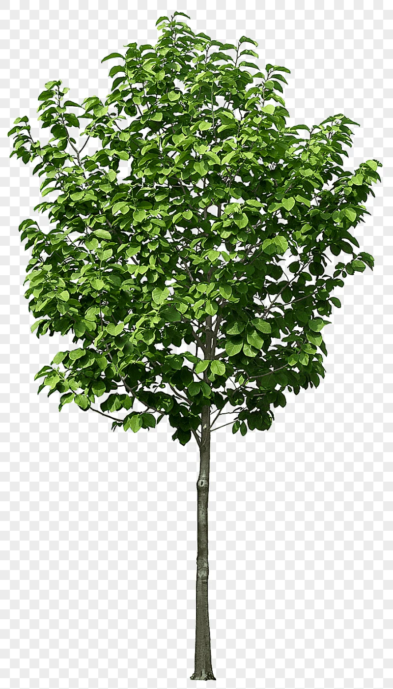 png clipart green tree art flowerpot tree plant plastic pruning luxuriant trees furniture