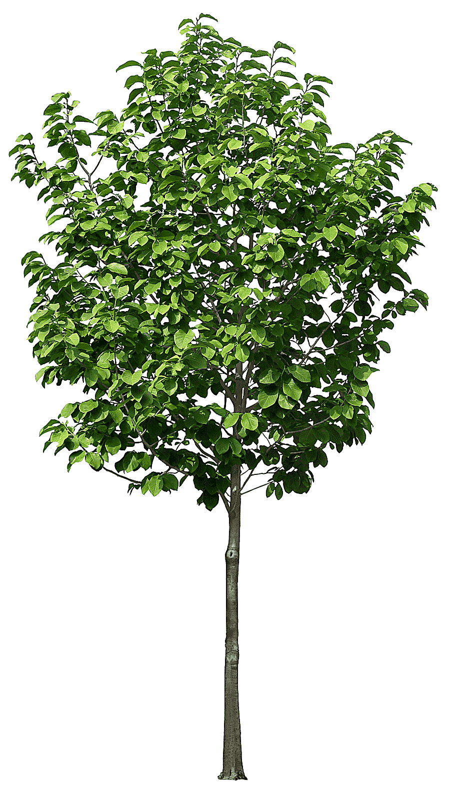 png clipart green tree art flowerpot tree plant plastic pruning luxuriant trees furniture