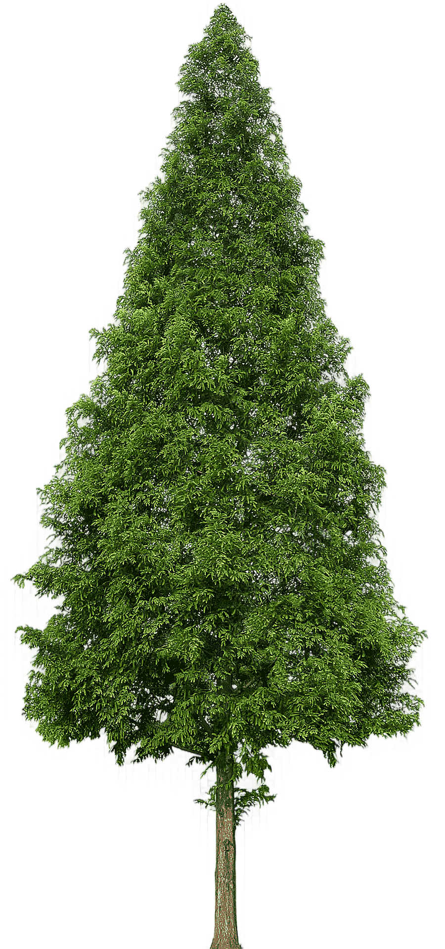 png clipart green tree evergreen tree douglas fir trees branch christmas decoration
