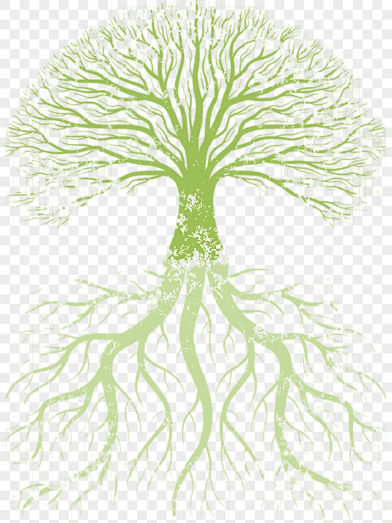 png clipart green tree family tree root tree of life root leaf vegetable leaf