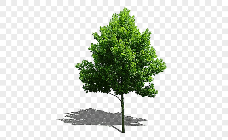 png clipart green tree illustration tree plant computer file trees leaf tree branch