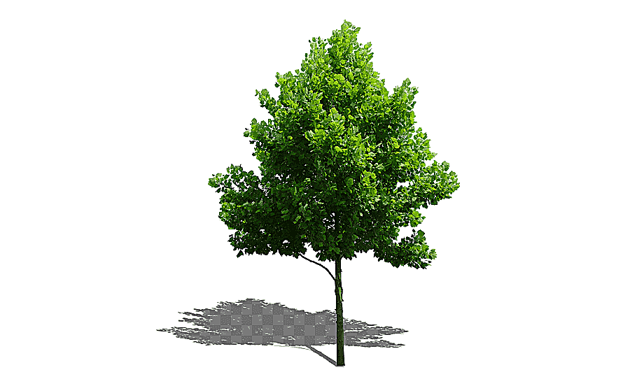 png clipart green tree illustration tree plant computer file trees leaf tree branch
