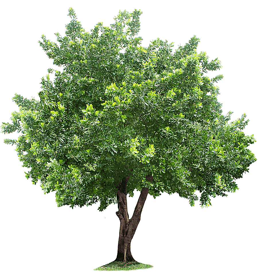 png clipart green tree illustration tree root tree leaf tree branch